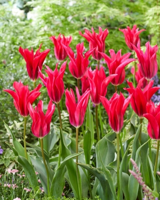 Tulipe menuet de poupee - 5 pcs