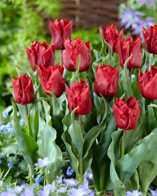 Tulipán Robinho - 5 piezas