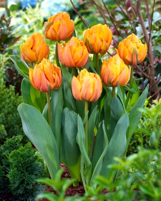 Tulipa Freeman - 5 peças