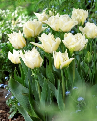 Global Desire tulipán - XXXL balenie 250 ks