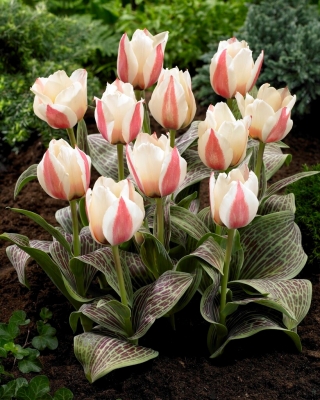 Tulipano Haute Couture - Confezione XXXL 250 pz