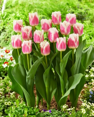 Havajský tulipán - XL balenie - 50 ks