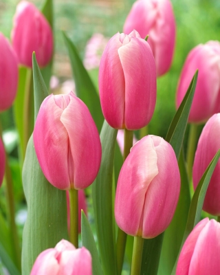 Kasia tulipano - XXXL conf. 250 pz