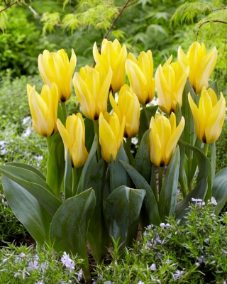 Notový tulipán - 5 ks