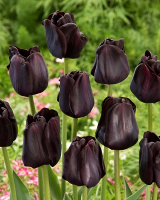 Paul Scherer tulip - 5 pcs