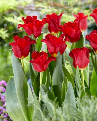 Rdeča obleka tulipan - 5 kosov