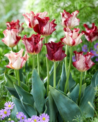 Tulipe couronne rayee - pack XXXL 250 pcs