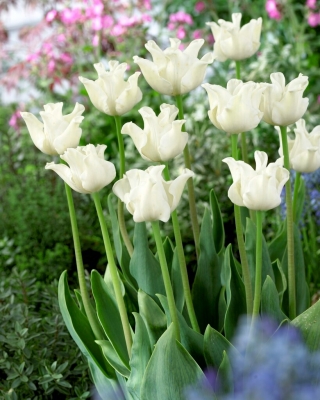 Bílý tulipán Liberstar - 5 ks.