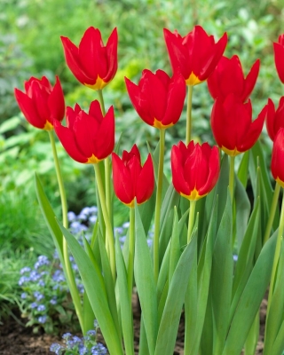 Tulipa Wisley - 5 unidades