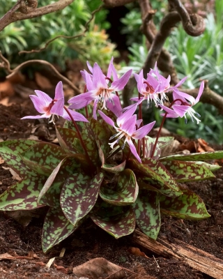 Erythronium Purple King  - 狗的牙紫色王 - 洋葱/块茎/根