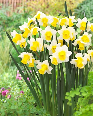 Narcissus Golden Echo - Påskelilje Golden Echo - XXXL pakke 250 stk.