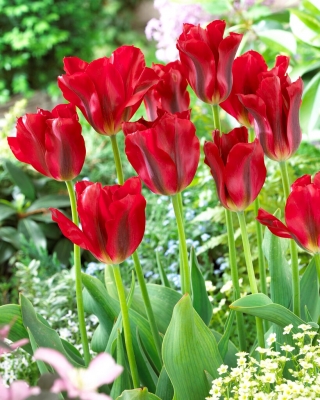 Tulipán Rojo Springgreen - XXXL pack 250 uds