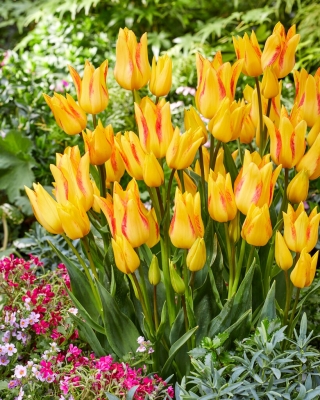 Royal Georgette tulipán - 5 ks