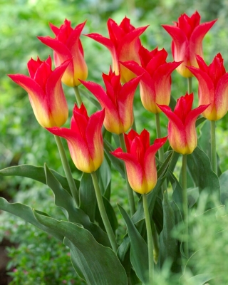Royal Gift tulipano - Confezione XL - 50 pz