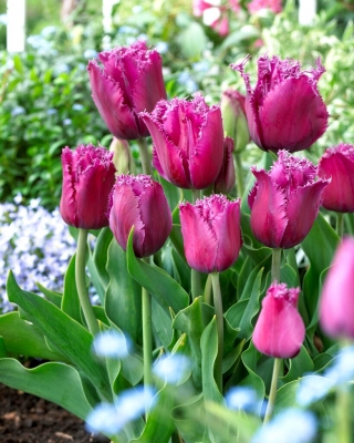 Tulipa viajante - 5 peças