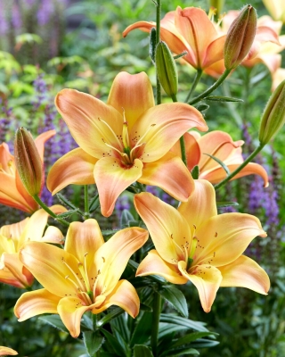 Easy Fantasy Asiatic lily - pacote XL - 50 unidades