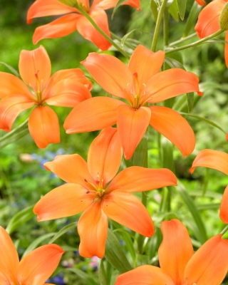 Mandarin Star pollenfreie Lilie, perfekt für Vasen - XL-Packung - 50 Stk - 