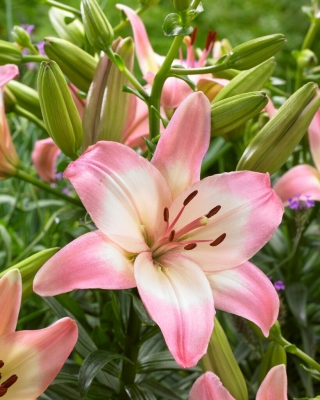 Levi Asiatic lily
