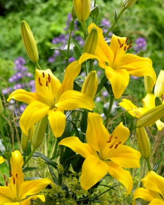 Yellow County Asiatic lily - голяма опаковка! - 10 бр - 
