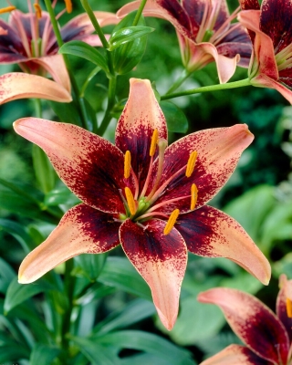 Whistler Asiatic lily