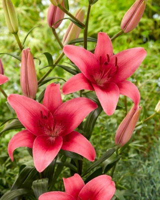 Pink County Asiatic lily - голяма опаковка! - 10 бр - 