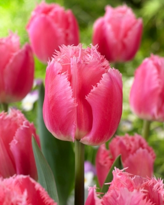 Cacharel tulipán - XXXL balení 250 ks.