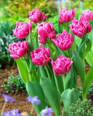 Dior tulip - 5 pcs