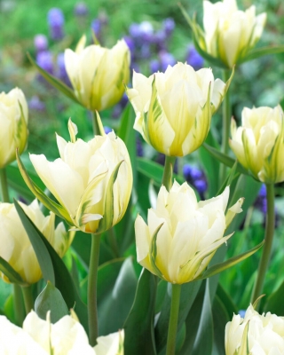 Tulipa White Valley - pacote XL - 50 unid.