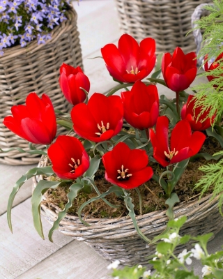 Планинско лале Tulipa wilsonina - 5 бр - 