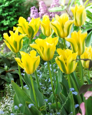 Geltona Springgreen tulpė - 5 vnt.