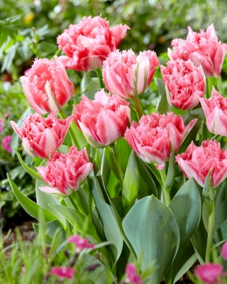 Crispion Sweet tulipán - XL balení - 50 ks.