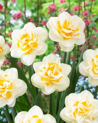 Fragrant Jewel daffodil - XXXL pack  250 pcs