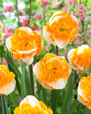 Swirl daffodil - XXL pack 150 pcs
