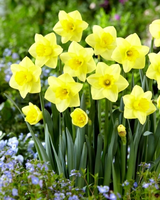 Golden Salome daffodil - 5 pcs