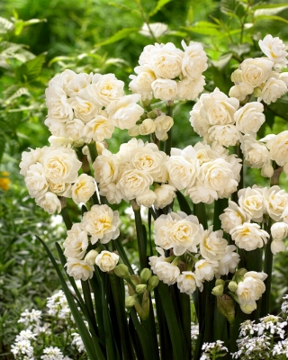 Erlicheer daffodil - XL pack - 50 pcs