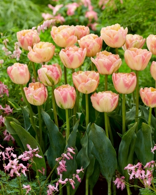 Creme Upstar tulipán - 5 piezas
