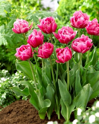 Pink Cameo tulipán - 5 db.