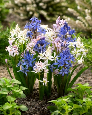 Alpine squill colour selection - 10 pcs; two-leaf squill