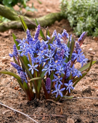 Cebolla alpina azul - Paquete XXL 100 uds.; cebolla albarrana de dos hojas