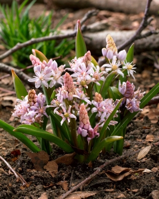 Pink alpine squill - 10 pcs; two-leaf squill