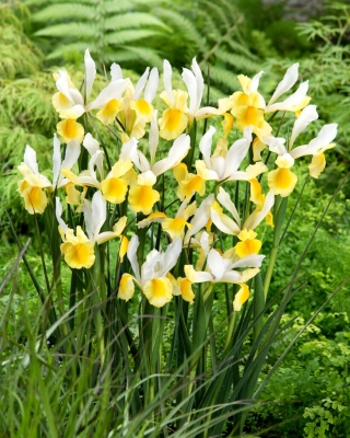 Montecito holländsk iris - 10 st