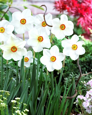 Narcissus Actaea - Daffodil Actaea - XXXL pakiranje 250 kos