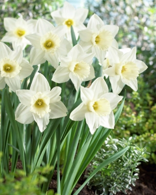 Narcissus Mount Hood - Narcissus Mount Hood - XXXL pack 250 uds