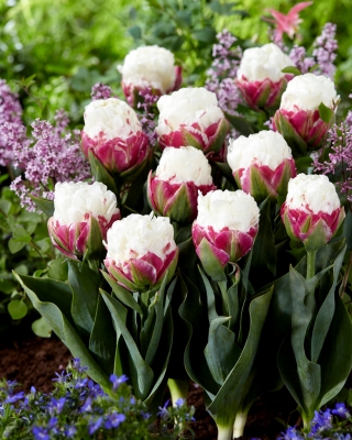 Tulpju saldējums - reti, peonijas formas ziedi - XXXL iepakojums 250 gab.