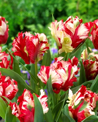 Tulipa 'Estella Rijnveld' - pacote XXXL 250 unid.