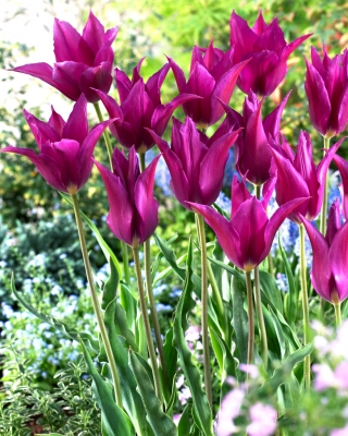 Tulipán Púrpura Sueño - XXXL pack 250 uds