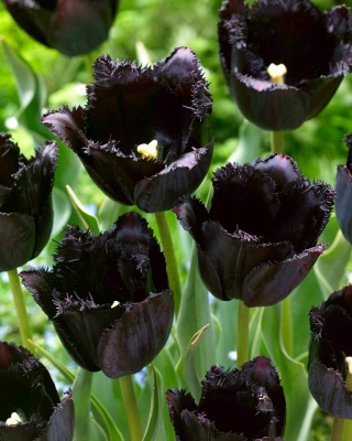 Tulip Fringed Black - a tulipa mais negra de todas! - pacote XXXL 250 unid.