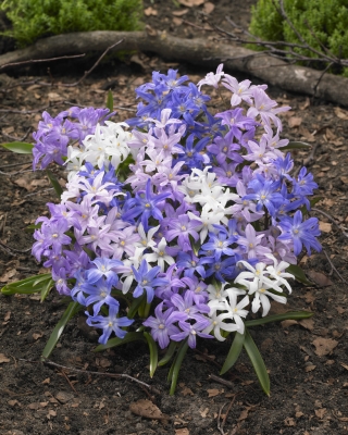Lucile's Glory-of-the-Snow Mix - Chionodoxa luciliae Mix - XXXL-Packung - 500 Stk
