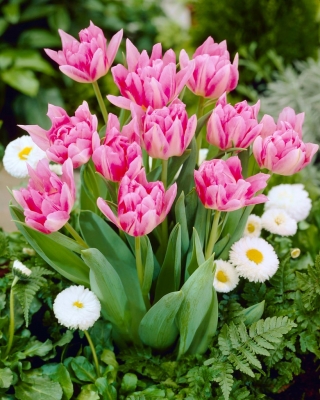 Tulip Peach Blossom - XXXL опаковка 250 бр - 