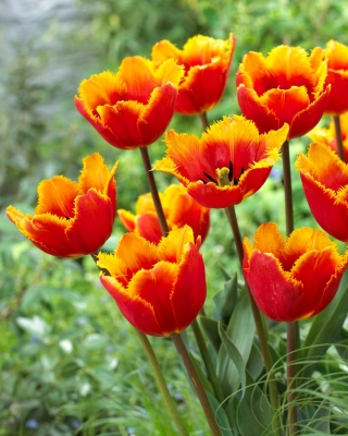 Tulip Tiano - XXXL pakke 250 stk.